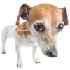 🐶🐾Perrito Timmy🐾🐶 9