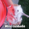 Wea cuidado
