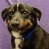 Dogs Funny Faces 25