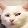 Gatos Cura Depresión💕🙀 12