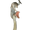 Animals 12