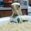 Calopsita Fofa Reações 🦜 16