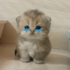 Gatos triste 18