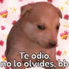 🐶Cheems Bebé🍼 13