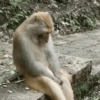Reações macaquinhos 10