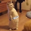 Gatos Cura Depresión💕🙀 9
