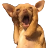 Animals 18