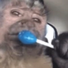 Macacos engraçados  8