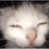 Cat🧚🧚 9