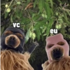 VC eu