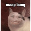 Kucing anomali 12