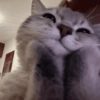 Cat🧚🧚 11