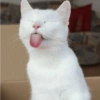 Gato sacando la lengua 17