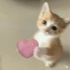 Kucing meme 6