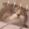 Kucing LUCU BGT 11