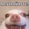 MESTRAÑASTE? 00