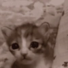 Gatos triste 21
