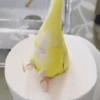 Calopsita Fofa Reações 🦜 6
