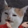 Gatinhos + reações 10