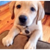 Dogs Funny Faces 17