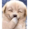 Dogs Funny Faces 16