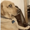 Reacciones mascotas 15