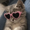 Kucing meme 9