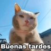 Buenas tardes Harley Stickers