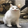 GATOS LOCOS 2 17