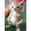 Kucing no context 28