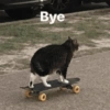 Gatinhos + reações 11