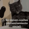 Gatos Pa Contestar🐈⚡ 12