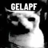 Kucing LUCU BGT 25