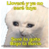 Perritos con canciones Sad 22