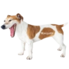🐶🐾Perrito Timmy🐾🐶 11