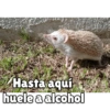 Hasta aquí
huele a alcohol