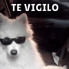 Memes de Firulais🐶💘 8