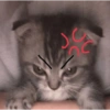 Kucing LUCU BGT 10
