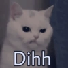 Kucing meme 24