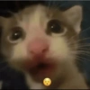 Kucing no context 6
