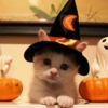 Halloween chegou 🦇🎃 12