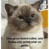 Uno ya no busca culos, uno
busca con quien criar un
gatito