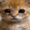 Gatos triste 13
