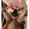 Cães e corações 17