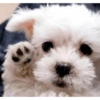 Dogs Funny Faces 23