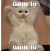 Cat love 19