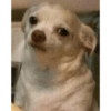 Dogs Funny Faces 7