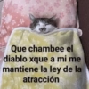 Gatos Pa Contestar🐈⚡ 9