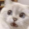Gatinhos + reações 20