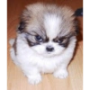 Dogs Funny Faces 21